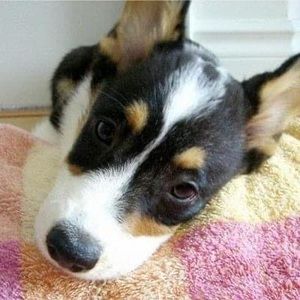 Meet your Posher, Fei